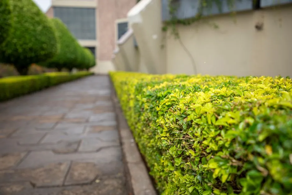 Taille de haies et entretien jardin