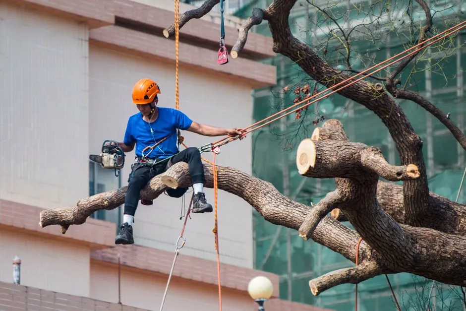 Élagage professionnel d'un arbre en Savoie par MHF Paysagiste